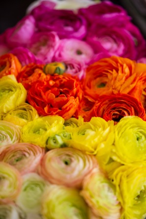 yellow-orange-pink-ombre-ranunculus yellow-orange-pink-ombre-ranunculus
