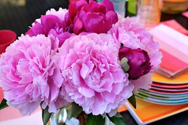 Pink Peonies Pink Peonies