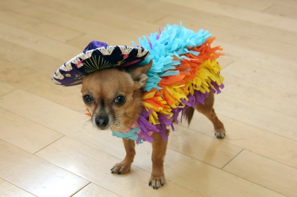 DIY Dog Pinata Costume