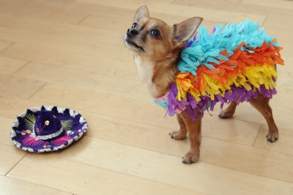 Easy DIY Dog Pinata Costume Easy DIY Dog Pinata Costume