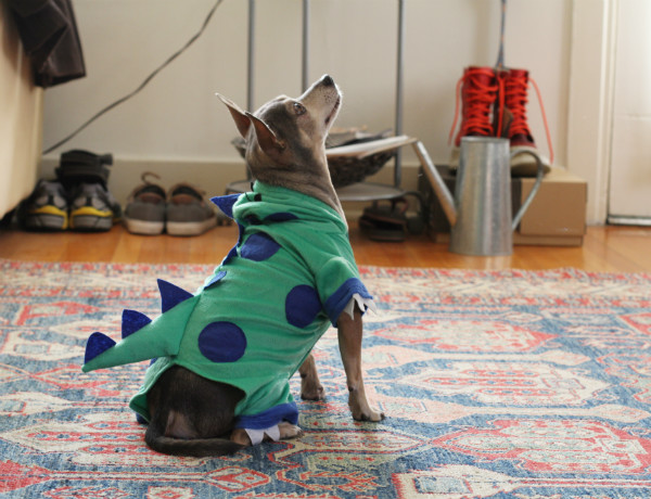 Dinosaur Dog Costume Dinosaur Dog Costume