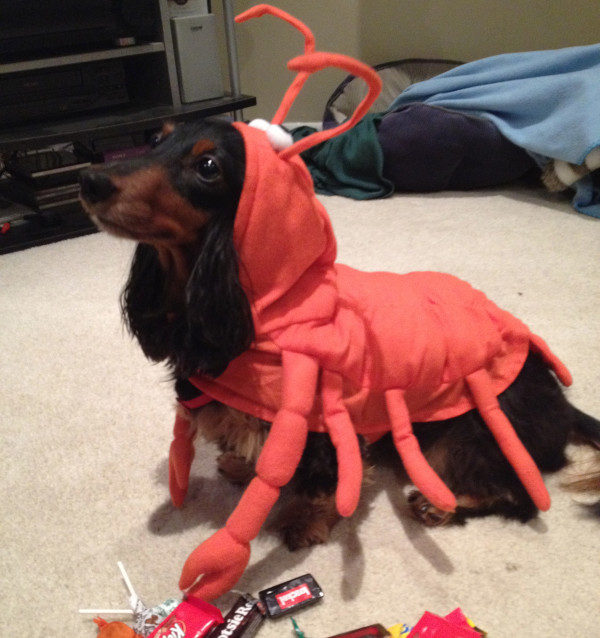 Lobster Dog Costume Lobster Dog Costume